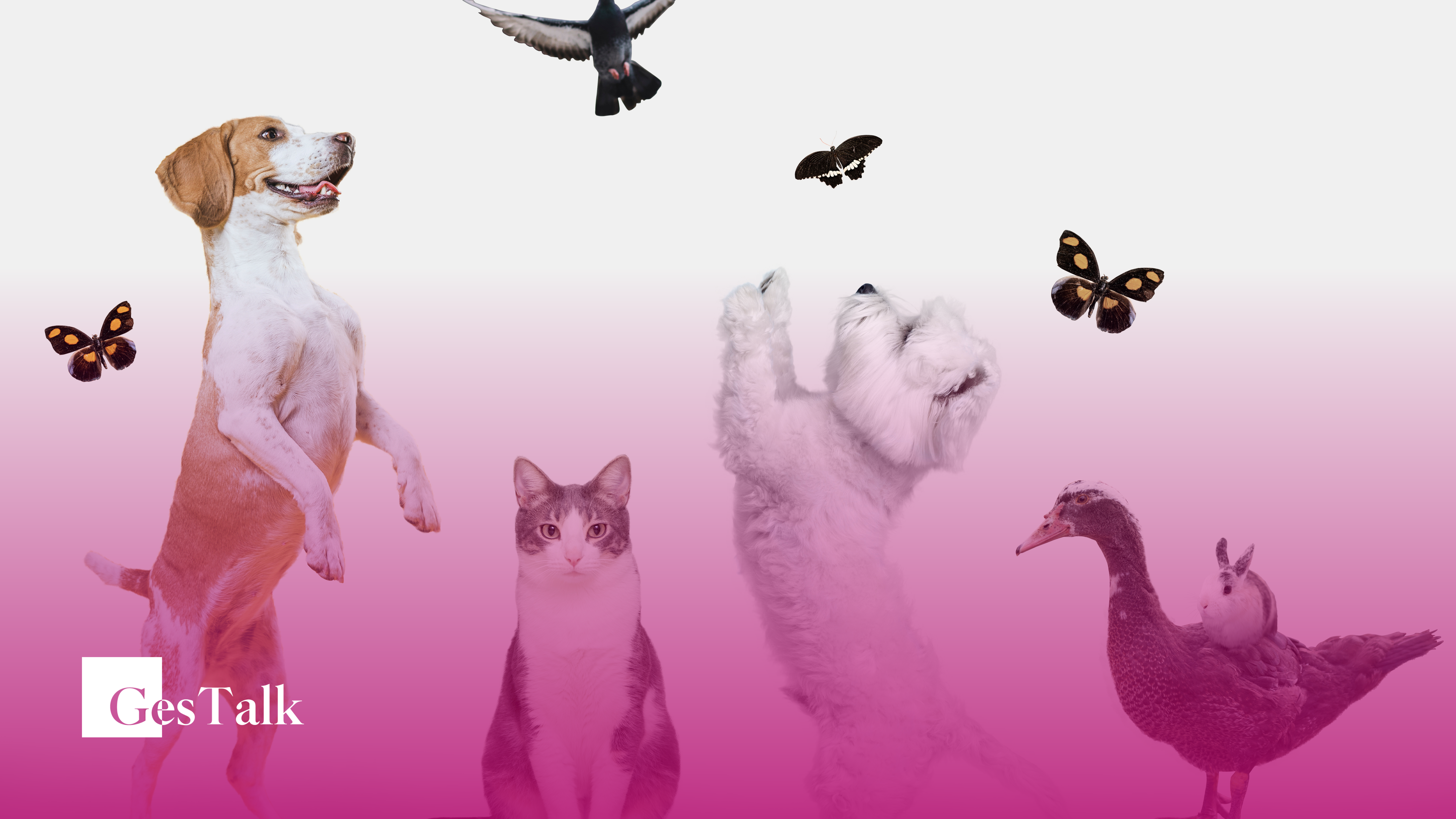 Abril Laranja e a Prevenção contra a Crueldade Animal